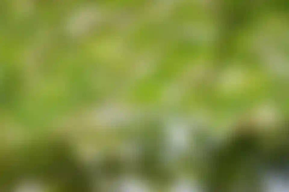 Экология и природное окружение