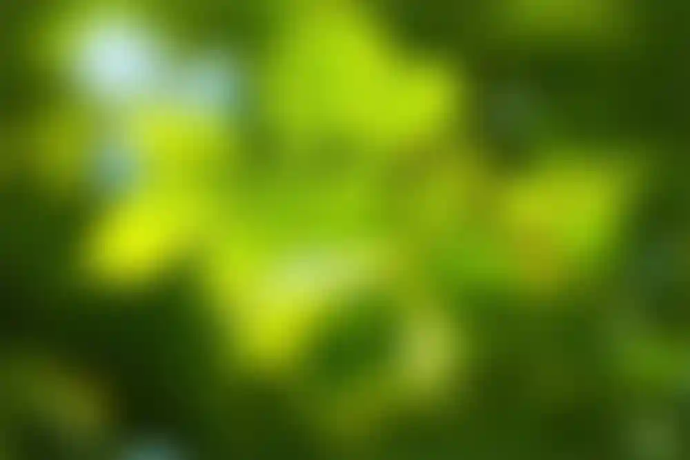 Экология и природное окружение