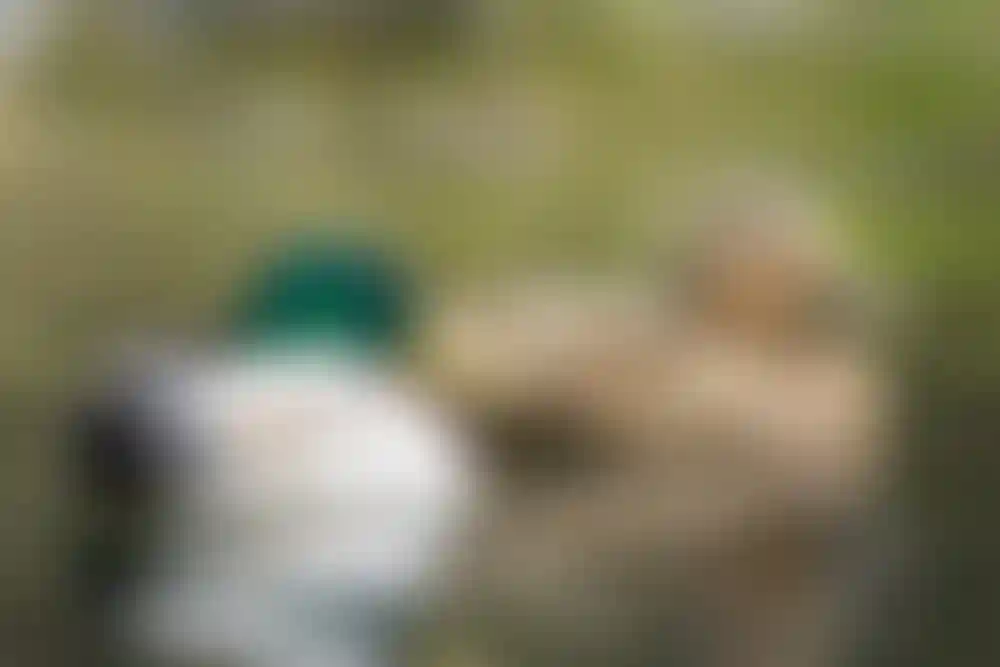 Экология и природное окружение