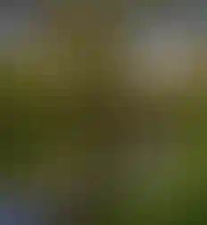 Алёшин ручей